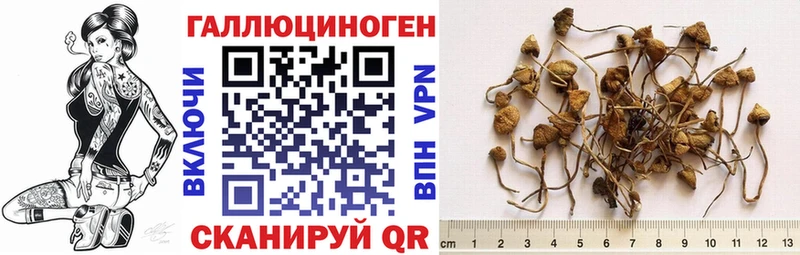 как найти закладки  ОМГ ОМГ онион  Псилоцибиновые грибы Psilocybine cubensis  Зубцов 
